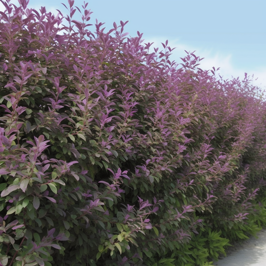 شجيرة كف مريم